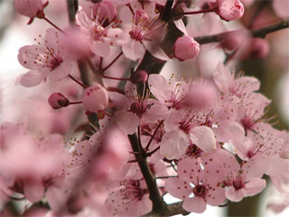 Soft and elegant, pink cherry blossoms