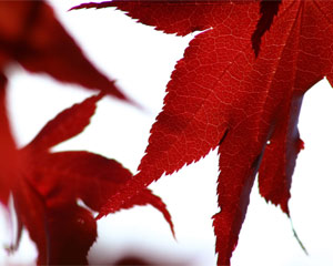 Red (like in the maple tree) is the colour of passion, of strength, motivation, and physical energy