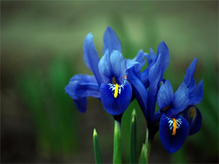 blue iris rich and beautiful
