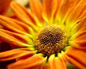 Orange a warm and stimulating colour like in flowers